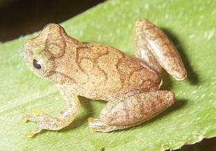 dendropsophus2.jpg